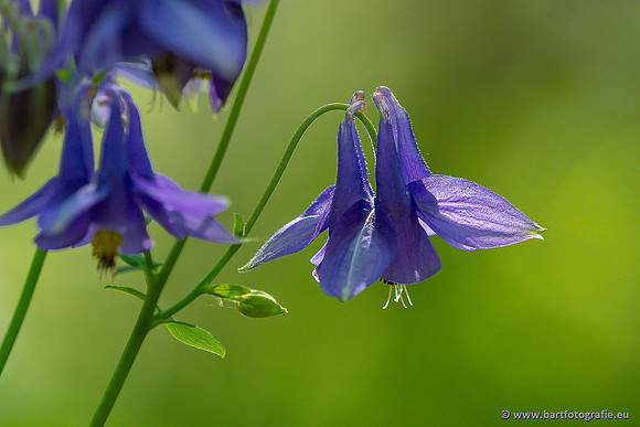 Bloemen en Planten Bart Fotografie-1399