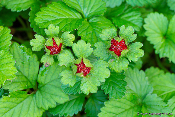 Bloemen en Planten Bart Fotografie-1414