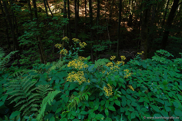 Eifel, augustus 2022, Bart Fotografie-018