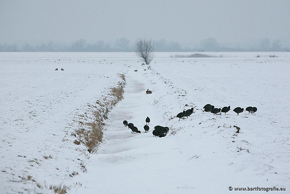 Arkemheen, Bart Fotografie-042
