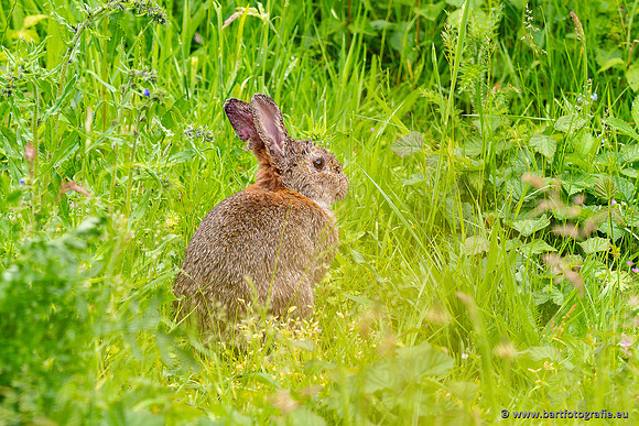 Zoogdieren, Bart Fotografie-458