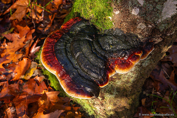 Paddenstoelen 2024-116