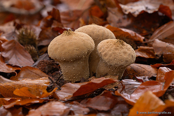 Paddenstoelen 2024-092