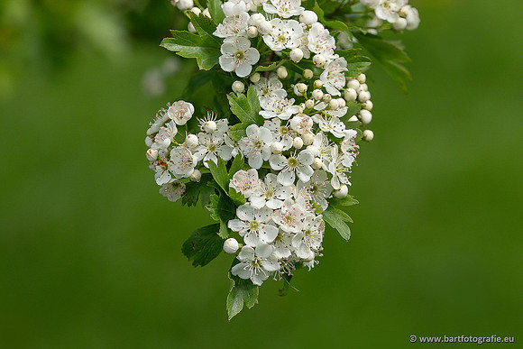 Bloemen en Planten Bart Fotografie-1393