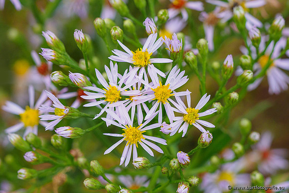 Friesland september 2020 Bart Fotografie-094