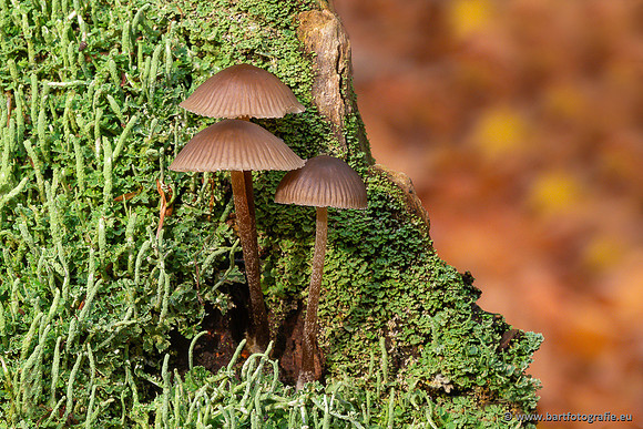 Paddenstoelen 2024-072