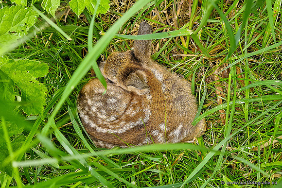 Zoogdieren, Bart Fotografie-457