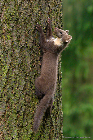 Zoogdieren, Bart Fotografie-461