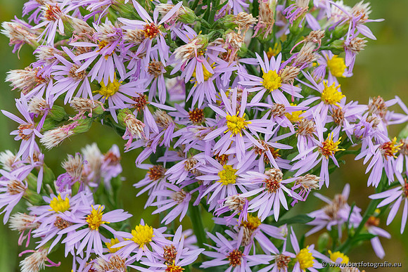 Friesland september 2020 Bart Fotografie-093
